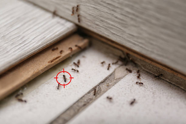 Best Insect Control  in Chehalis, WA