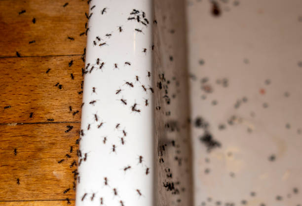 Best Pest Inspection Near Me  in Chehalis, WA