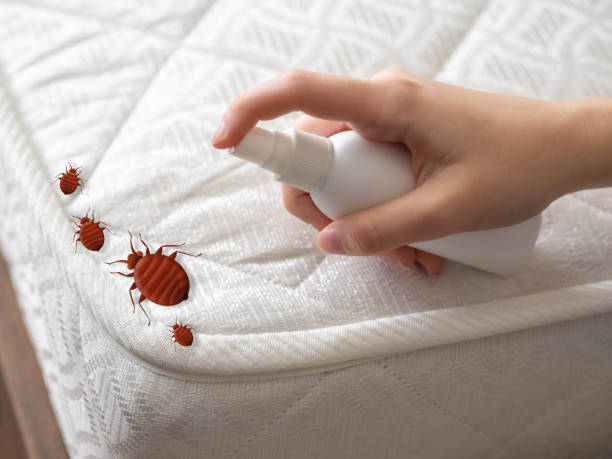 Best Bed Bug Extermination  in Chehalis, WA