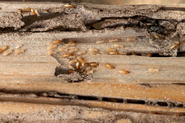 Best Mosquito Control Services  in Chehalis, WA