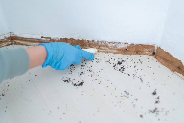 Best Cockroach Control Services  in Chehalis, WA