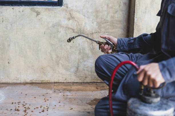 Best Rat Extermination Near Me  in Chehalis, WA